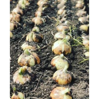 農家さん直送 低農薬玉ねぎ Sサイズ 約10kg 【6月中旬～7月中旬発送予定】