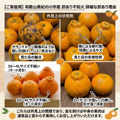 【訳あり・ご家庭用】和歌山県紀の川市産 不知火(デコポンと同品種・デコみかん)約5kg