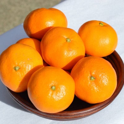 【ご贈答用・ギフト用】和歌山県紀の川市産 みかん(温州みかん)約10kg