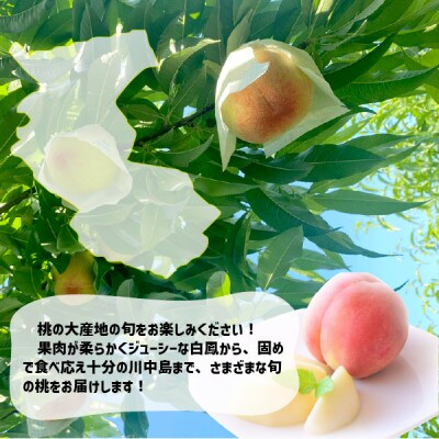 旬の桃 秀品 4玉 和歌山県紀の川市