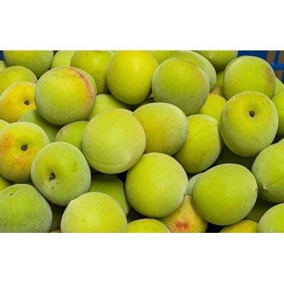 秀品 南高梅 3L以上(青梅)約4kg
