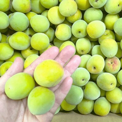 秀品 南高梅 3L以上(青梅)約7kg