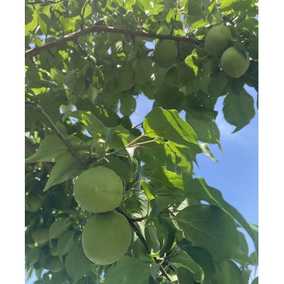 秀品 南高梅 3L以上(青梅)約7kg