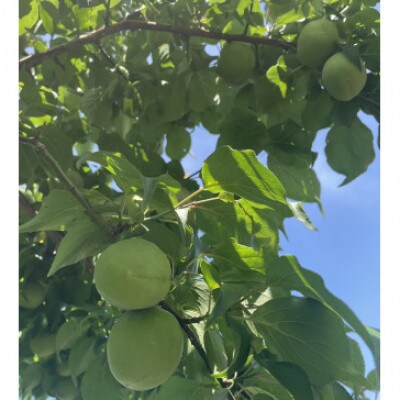 秀品 南高梅 3L以上(青梅)約10kg