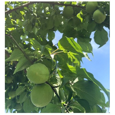 【秀品】南高梅 (青梅) 2L以下 約4kg