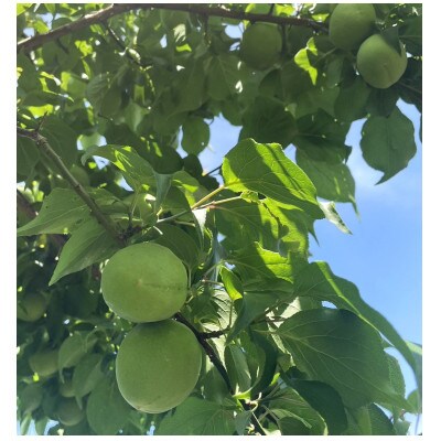 【秀品】南高梅 (青梅) 2L以下 約6kg