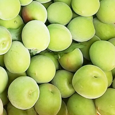 【秀品】南高梅 (青梅) 2L以下 約7kg