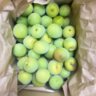 【訳あり】南高梅 (青梅) 2L以下 約7kg