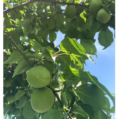 【訳あり】南高梅 (青梅) 2L以下 約9kg