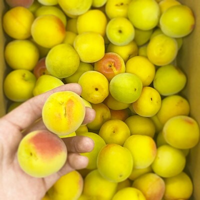 【訳あり】南高梅 (完熟) 3L以上 約9kg