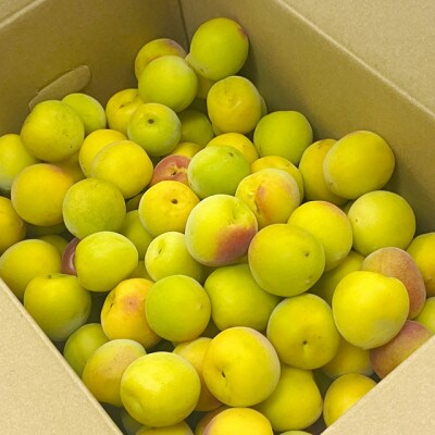 【秀品】南高梅 (完熟) 2L以下 約5kg