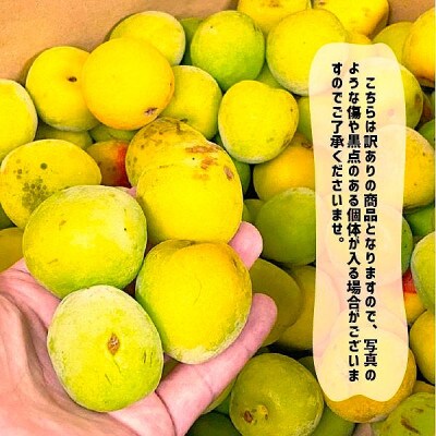 【訳あり】南高梅 (完熟) 2L以下 約7kg