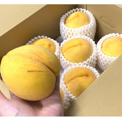 【さとふる限定】【訳あり】旬の黄桃 紀の川市より直送 約2kg