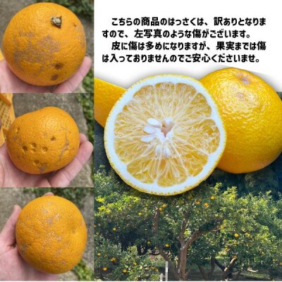 【訳あり品】はっさく 和歌山県より産地直送 約2kg