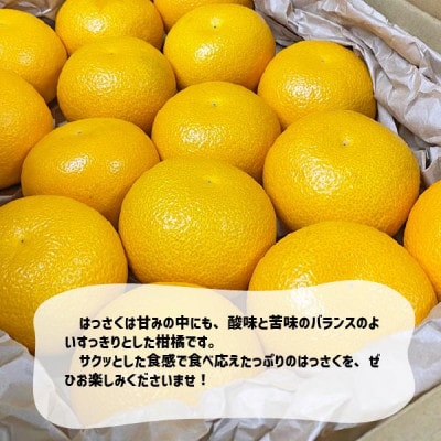 【訳あり品】はっさく 和歌山県より産地直送 約3kg