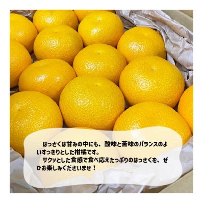 【訳あり品】はっさく 和歌山県より産地直送 約8kg