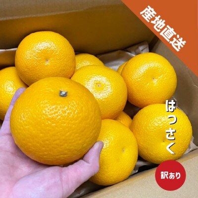 【訳あり品】はっさく 和歌山県より産地直送 約10kg