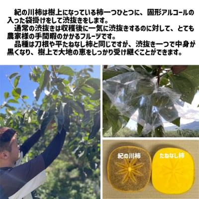 【秀品】 紀の川柿 黒蜜のような濃厚な甘み 約1kg