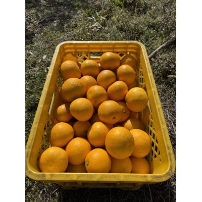 和歌山県紀の川市産 八朔 約5kg