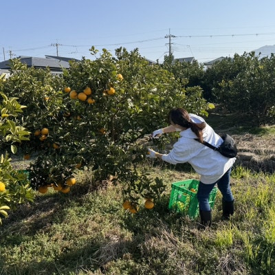 和歌山県紀の川市産　家庭用八朔　5kg