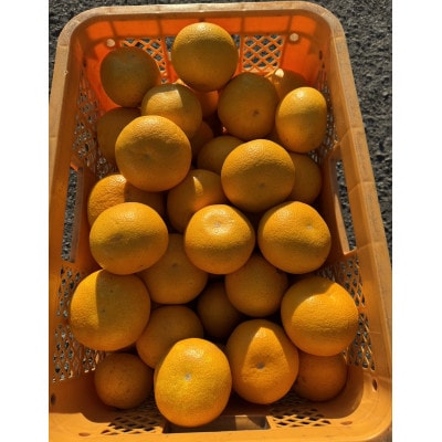 和歌山県紀の川市産　家庭用八朔　5kg