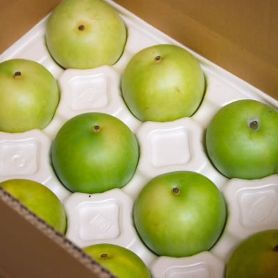 【2026年先行予約】二十世紀梨「豊岡なし」　3kg(7～9個)