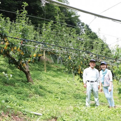 【2026年先行予約】二十世紀梨「豊岡なし」　3kg(7～9個)