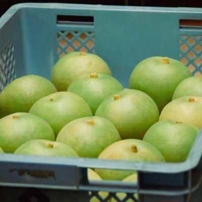 【2026年先行予約】二十世紀梨「豊岡なし」　3kg(7～9個)