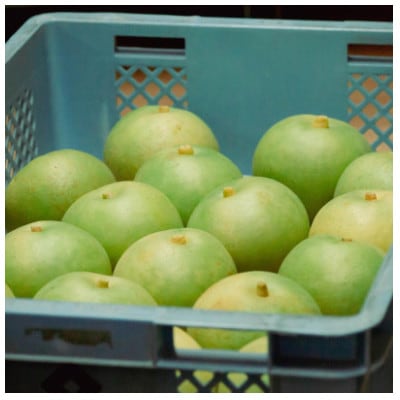 【2026年先行予約】二十世紀梨「豊岡なし」7.5kg(18～25個)