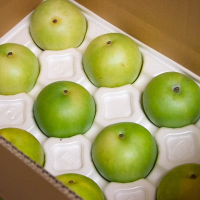 【2026年先行予約】二十世紀梨「豊岡なし」10kg(24～32個)