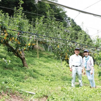 【2026年先行予約】二十世紀梨「豊岡なし」10kg(24～32個)