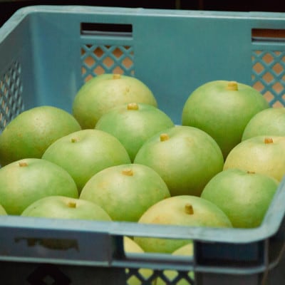 【2026年先行予約】二十世紀梨「豊岡なし」10kg(24～32個)