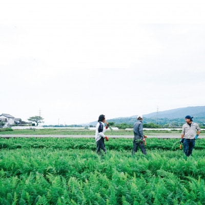 -春にんじん- ほりこむだけの丸ごと野菜ご飯の素(2合分) ×3袋セット