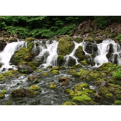 ノースライブコーヒー 羊蹄山麓湧水珈琲350ml×12本セット