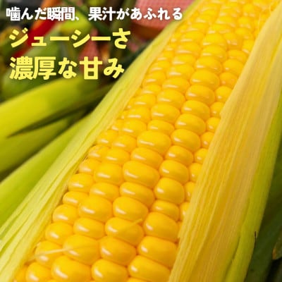 朝もぎ直送|Ambitious Farm　極甘スイートコーン　12本【2026年7月下旬より発送】