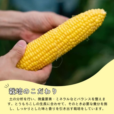 Ambitious Farmのとうもろこし　恵味ゴールド　6本×2箱