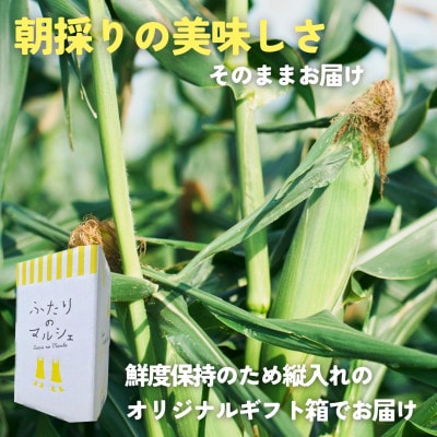 朝もぎ直送|Ambitious Farm　極甘スイートコーン　12本【2026年7月下旬より発送】