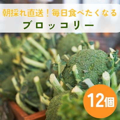ブロッコリーの産地!　北海道江別より　ブロッコリー12個|Ambitious Farm|