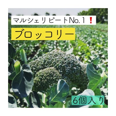 ブロッコリーの産地 北海道江別より ブロッコリー6株