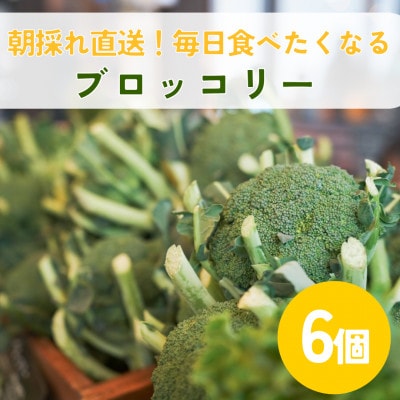 ブロッコリーの産地!　北海道江別より　ブロッコリー6個|Ambitious Farm|