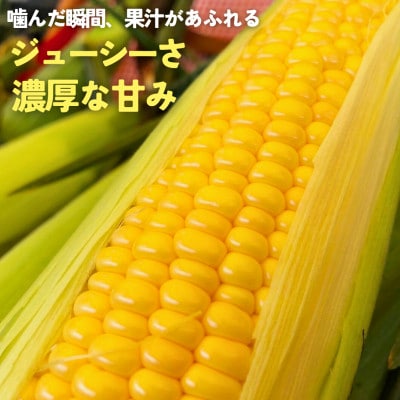 朝もぎ直送|Ambitious Farm　極甘スイートコーン　6本【2026年7月下旬より発送】