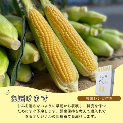 Ambitious Farmのとうもろこし　恵味ゴールド　6本×3箱(18本)