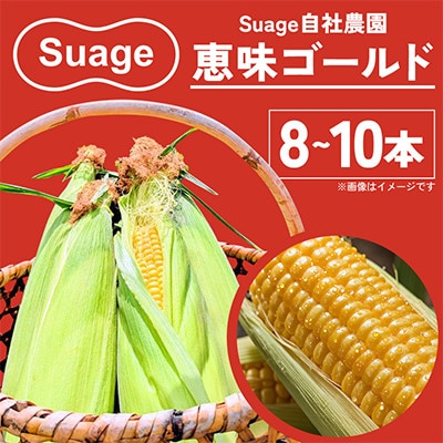 Suage 自社農園直送 朝どりとうもろこし 恵味ゴールド 8～10本 濃厚な甘みのスイートコーン