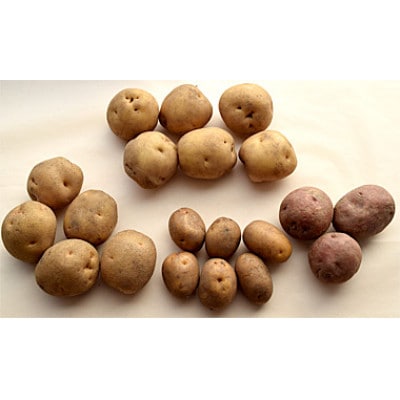 じゃがいも4種類食べ比べセット 10kg【2025年10月より順次発送】
