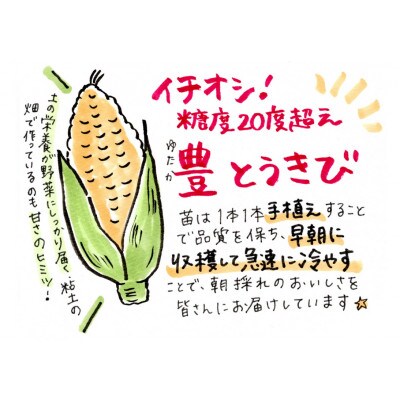 【高糖度】豊とうきび8本セット
