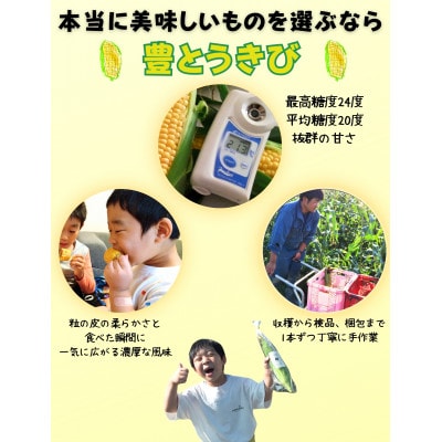 北海道　宮川農園　豊とうきび　8本セット