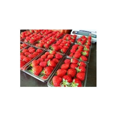 【北海道江別市】キタイチゴ農園　いちごみるくのもと3本セット