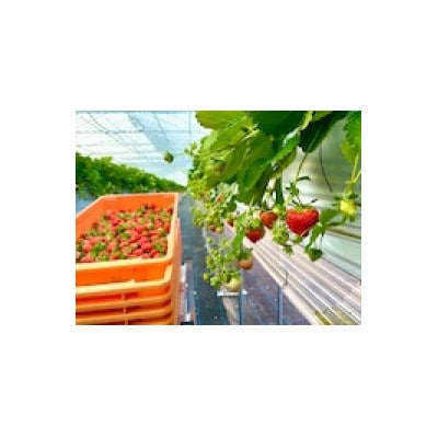 【北海道江別市】キタイチゴ農園　いちごみるくのもと3本セット