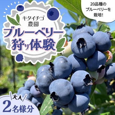 【北海道江別市】キタイチゴ農園　ブルーベリー狩り体験(大人2人)