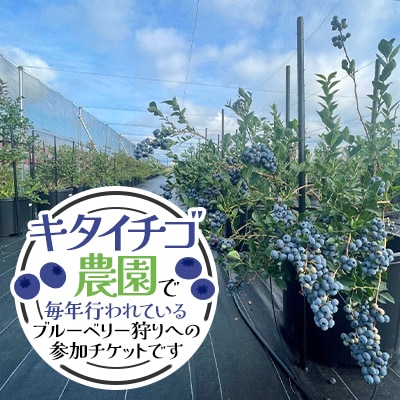 【北海道江別市】キタイチゴ農園　ブルーベリー狩り体験(大人2人)